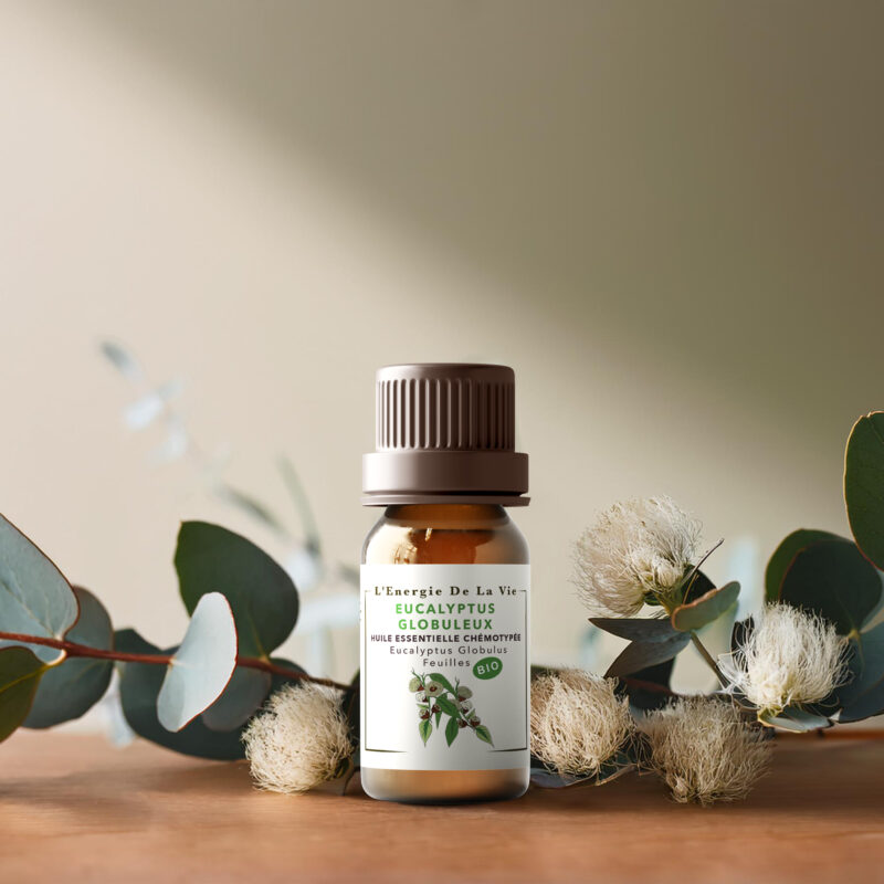 Huile essentielle bio eucalyptus globuleux – L’Énergie de la Vie