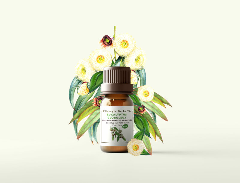 Huile essentielle bio - Eucalyptus globuleux – Image 2