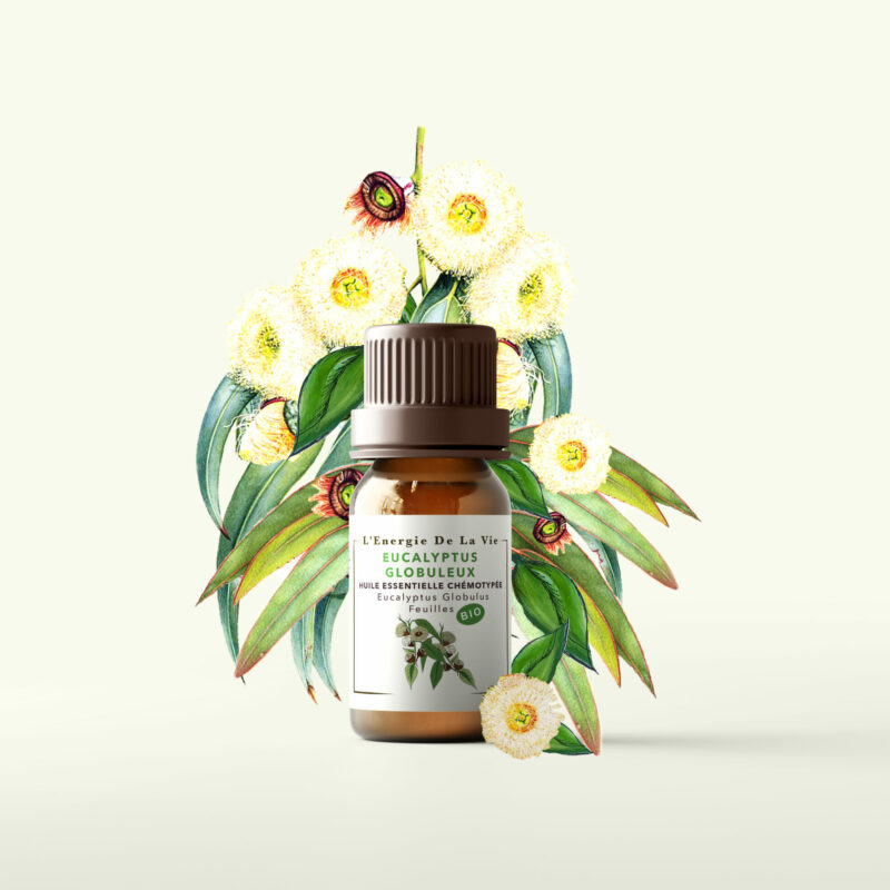 Huile essentielle bio eucalyptus globuleux – L’Énergie de la Vie