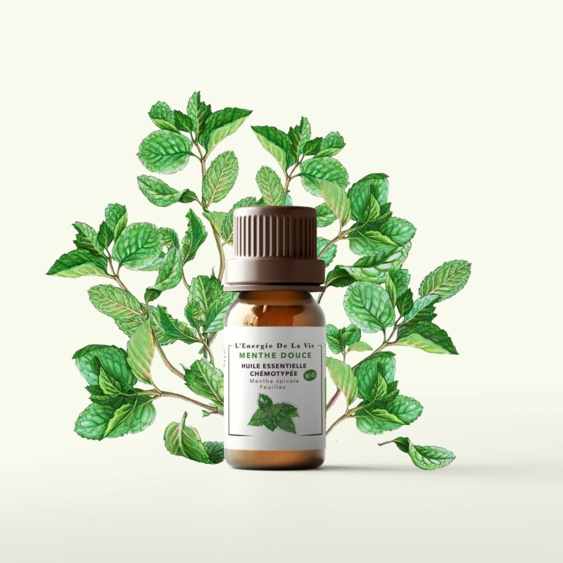 Huile essentielle bio menthe douce – L’Énergie de la Vie