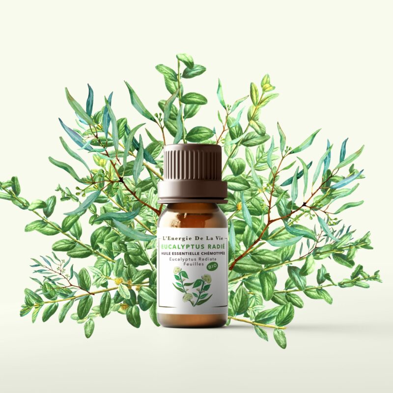 Huile essentielle bio eucalyptus radié – L’Énergie de la Vie