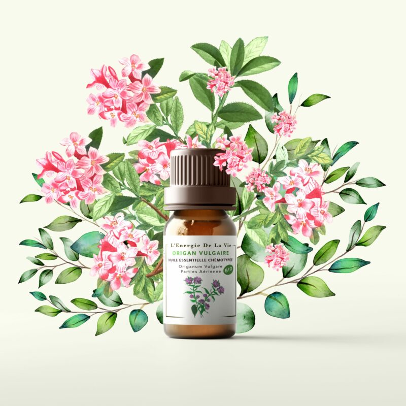 Huile essentielle bio origan vulgaire – L’Énergie de la Vie