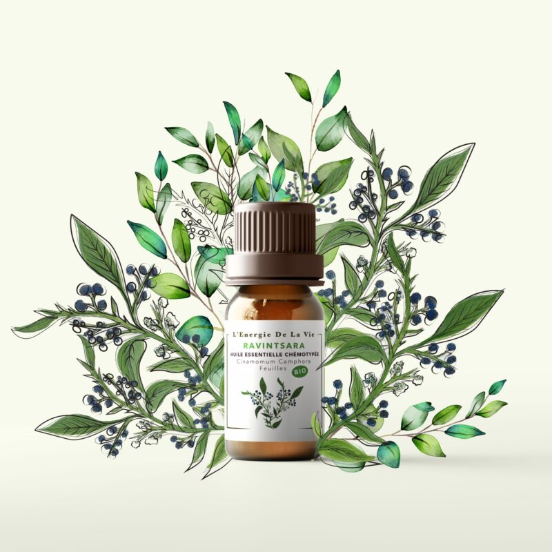Huile essentielle bio ravinstara – L’Énergie de la Vie