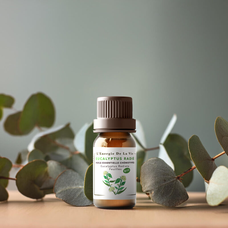 Huile essentielle bio eucalyptus radié – L’Énergie de la Vie